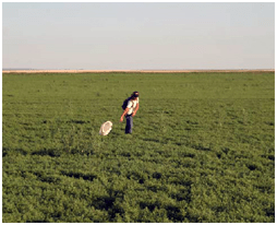 Scouting for insects using a sweep net
